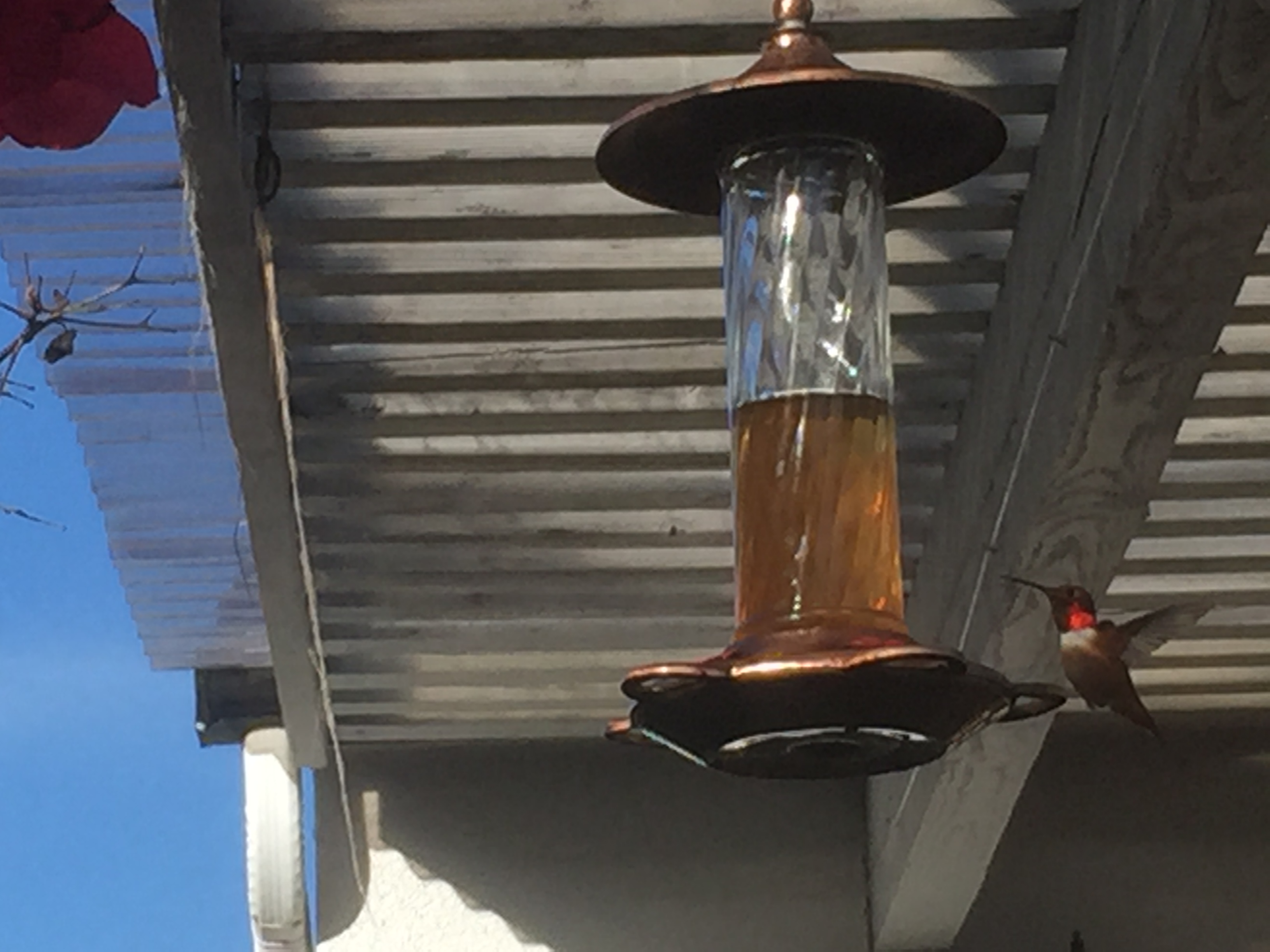 patio hummingbird.JPG
